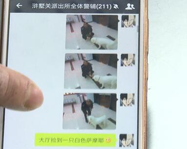 有問題找警察，薩摩耶派出所報案，不注意這件事，對狗狗致命，警察蜀黍卻幫不上忙！