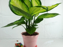 哪些植物可以除甲醛，本事最大呢？